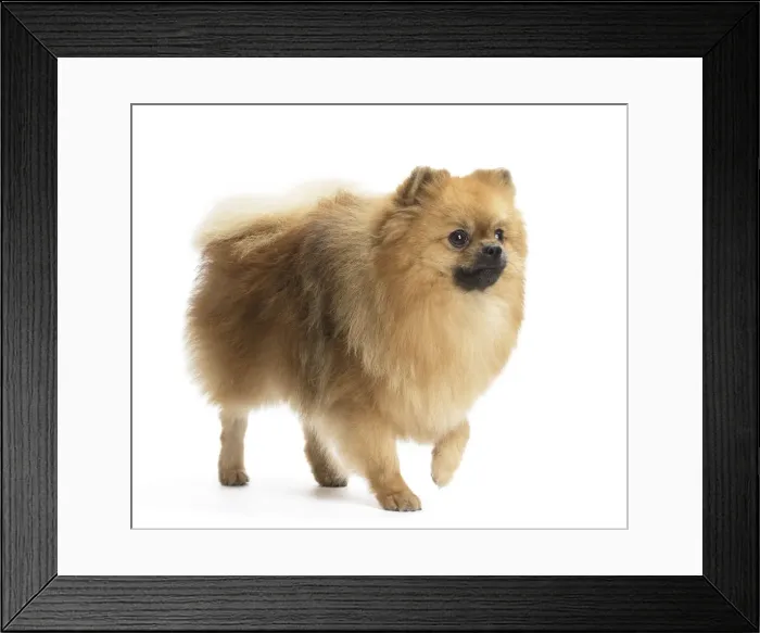 Framed Print : Picture No. 11771573 Framed Print : Picture No. 11771573