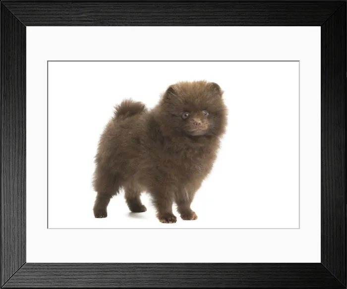 Framed Print : Picture No. 11771574 Framed Print : Picture No. 11771574