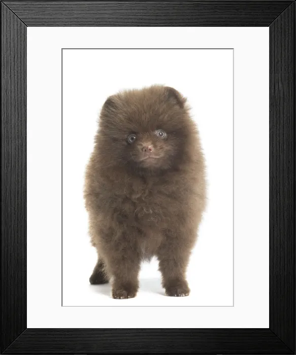Framed Print : Picture No. 11771575 Framed Print : Picture No. 11771575