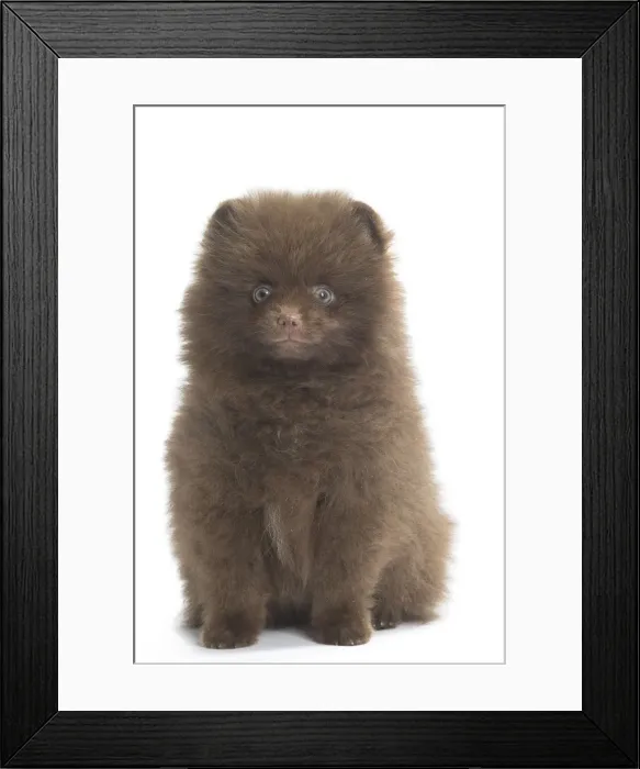 Framed Print : Picture No. 11771576 Framed Print : Picture No. 11771576
