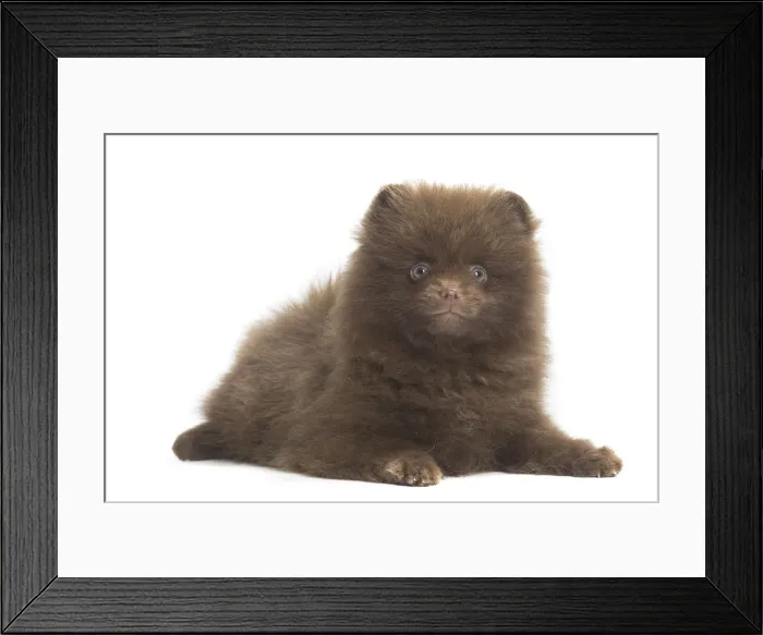 Framed Print : Picture No. 11771577 Framed Print : Picture No. 11771577