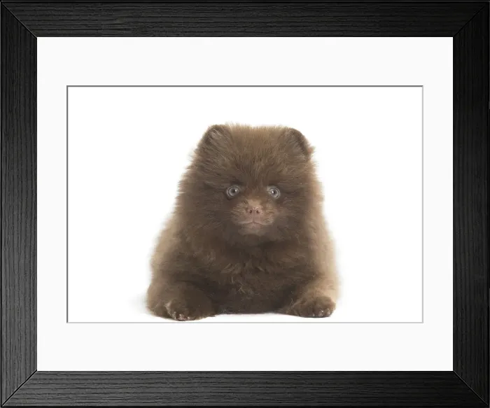 Framed Print : Picture No. 11771578 Framed Print : Picture No. 11771578