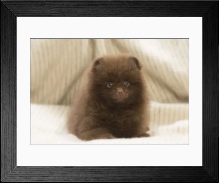 Framed Print : Picture No. 11771580 Framed Print : Picture No. 11771580