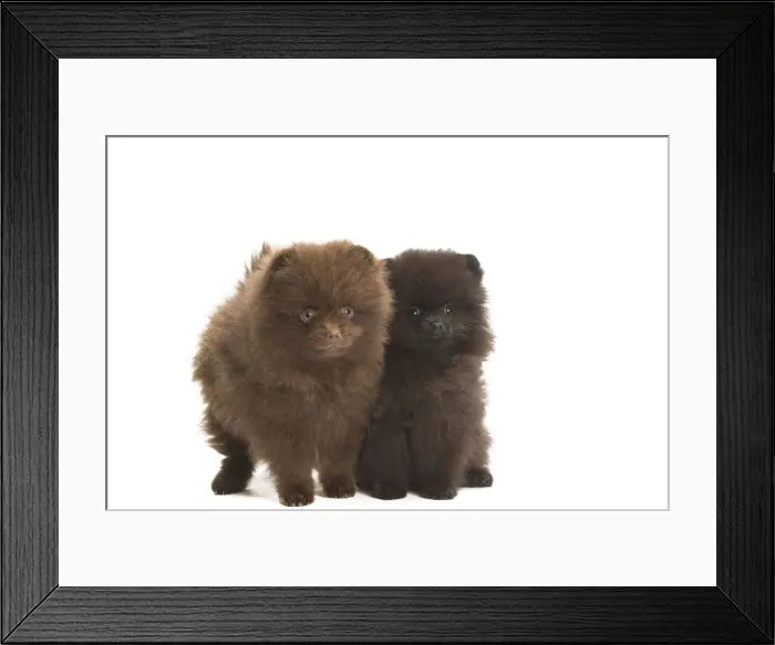 Framed Print : Picture No. 11771579 Framed Print : Picture No. 11771579
