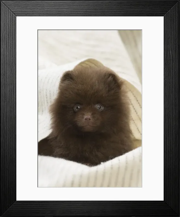 Framed Print : Picture No. 11771581 Framed Print : Picture No. 11771581