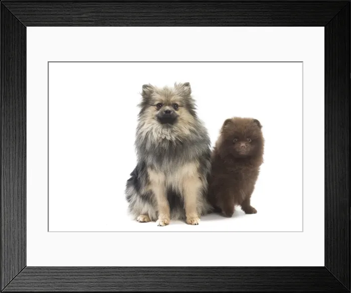 Framed Print : Picture No. 11771582 Framed Print : Picture No. 11771582