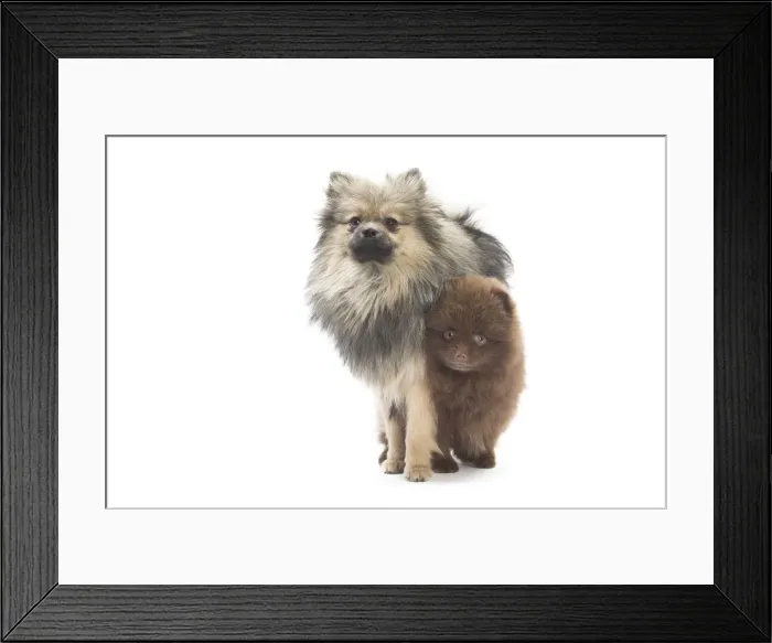 Framed Print : Picture No. 11771583 Framed Print : Picture No. 11771583