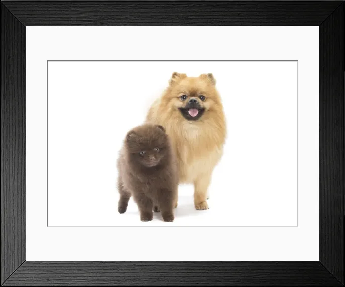 Framed Print : Picture No. 11771584 Framed Print : Picture No. 11771584