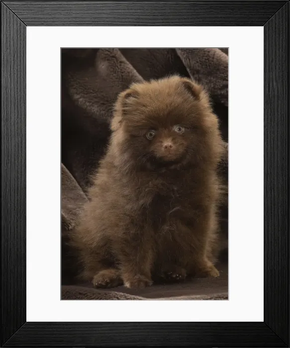Framed Print : Picture No. 11771585 Framed Print : Picture No. 11771585