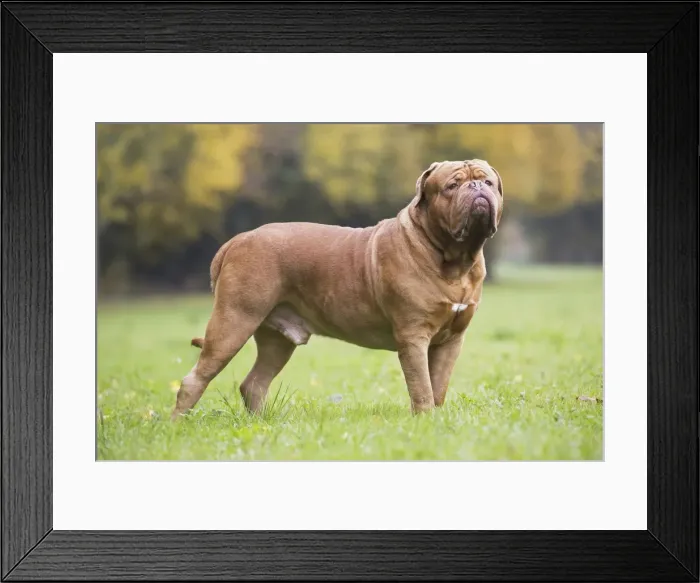 Framed Print : Picture No. 11771586 Framed Print : Picture No. 11771586