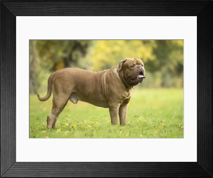 Framed Print : Picture No. 11771587 Framed Print : Picture No. 11771587
