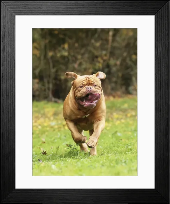 Framed Print : Picture No. 11771590 Framed Print : Picture No. 11771590