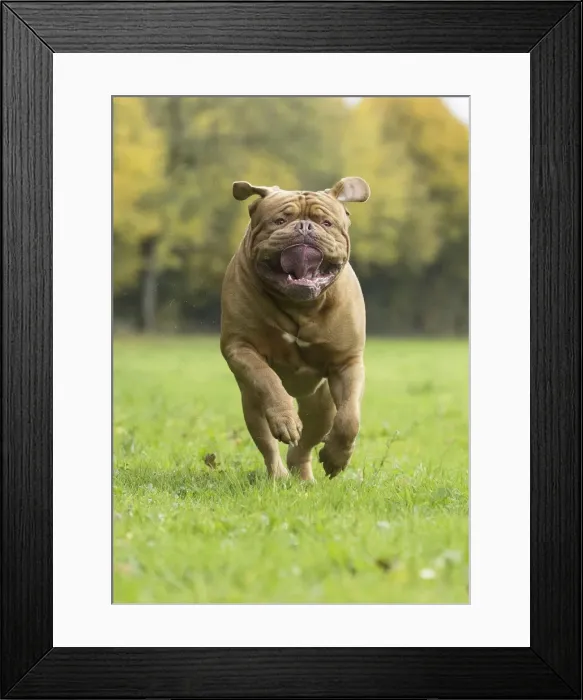 Framed Print : Picture No. 11771589 Framed Print : Picture No. 11771589