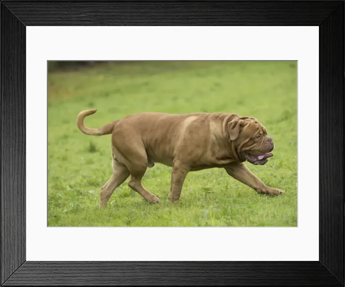 Framed Print : Picture No. 11771591 Framed Print : Picture No. 11771591