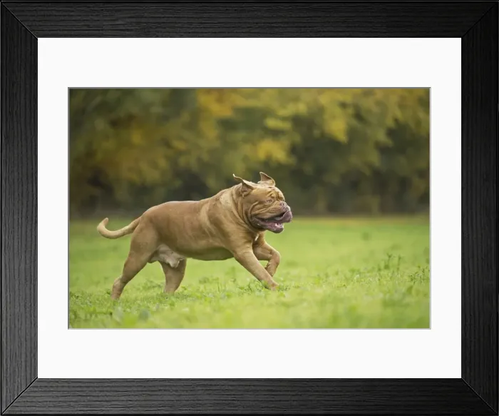 Framed Print : Picture No. 11771592 Framed Print : Picture No. 11771592