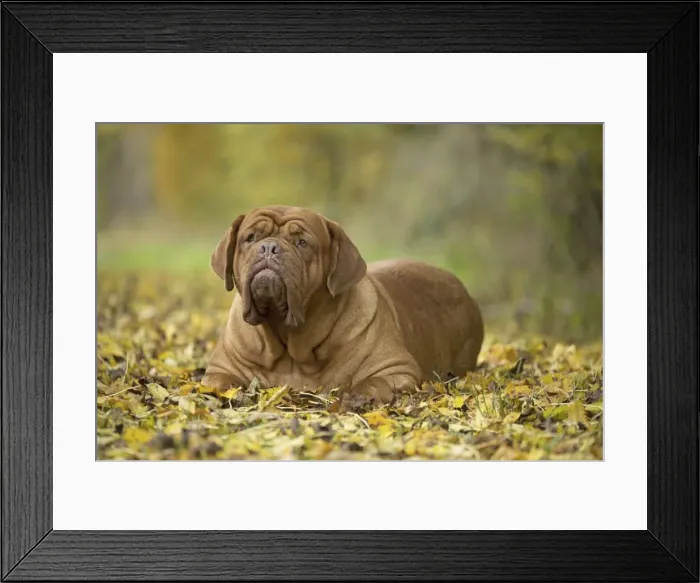 Framed Print : Picture No. 11771593 Framed Print : Picture No. 11771593
