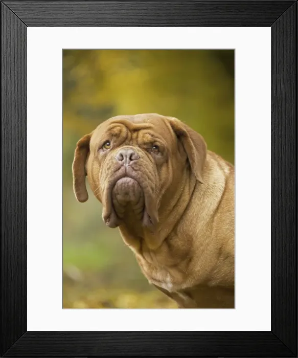 Framed Print : Picture No. 11771594 Framed Print : Picture No. 11771594