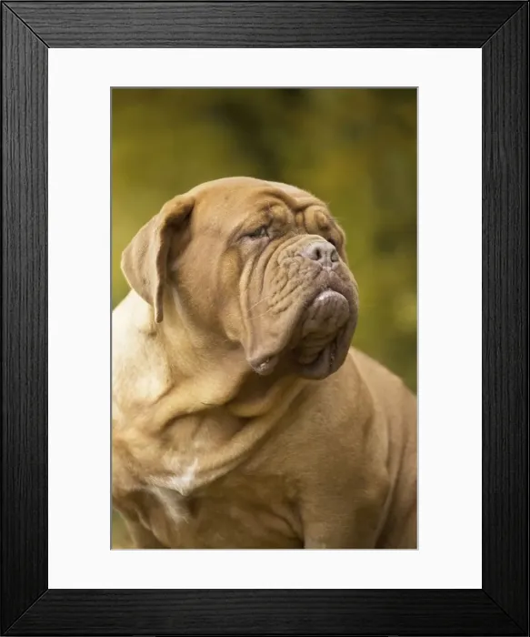 Framed Print : Picture No. 11771595 Framed Print : Picture No. 11771595