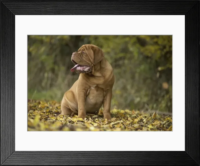 Framed Print : Picture No. 11771597 Framed Print : Picture No. 11771597