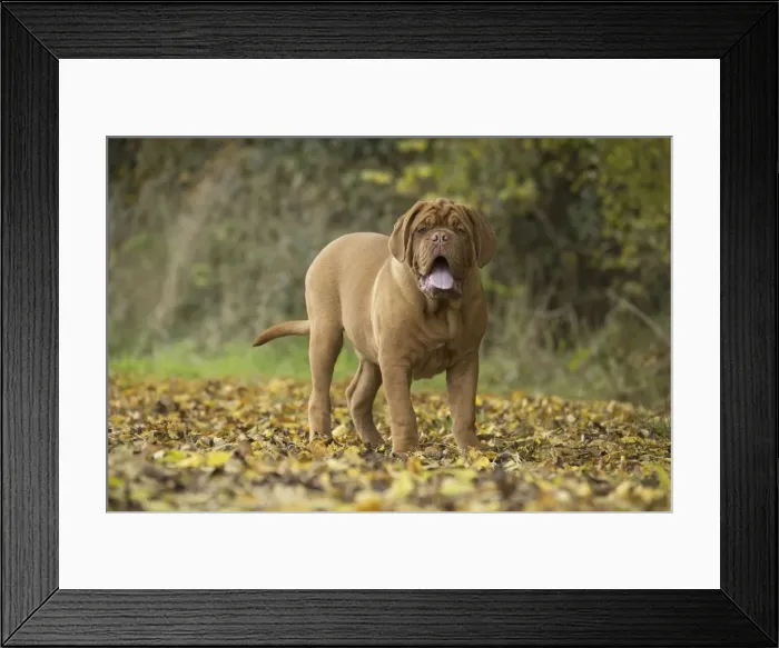 Framed Print : Picture No. 11771598 Framed Print : Picture No. 11771598