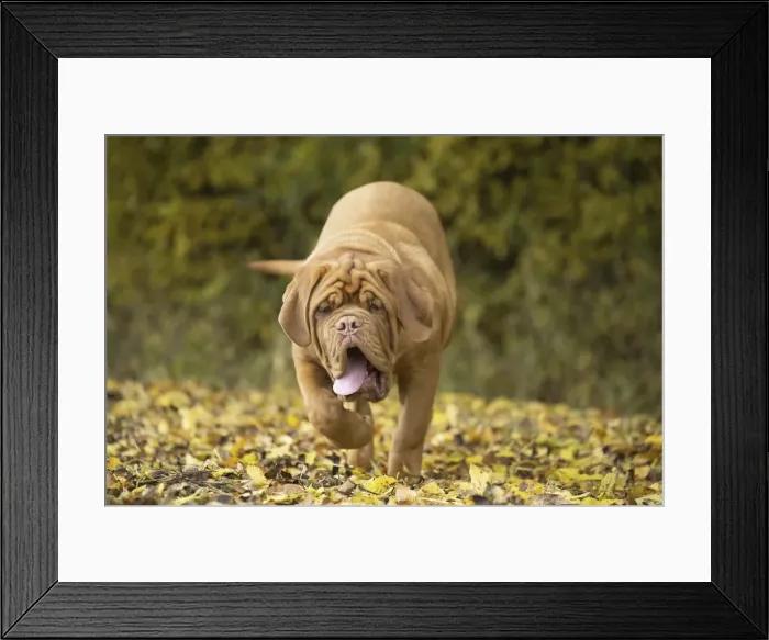 Framed Print : Picture No. 11771599 Framed Print : Picture No. 11771599