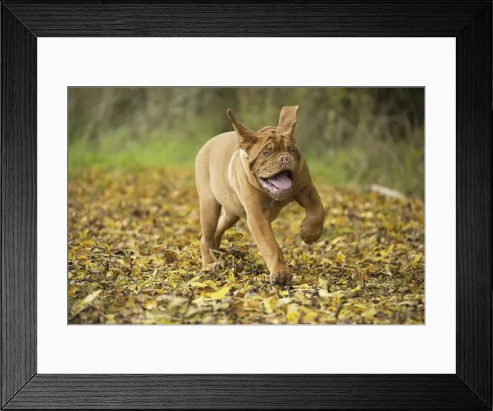 Framed Print : Picture No. 11771600 Framed Print : Picture No. 11771600