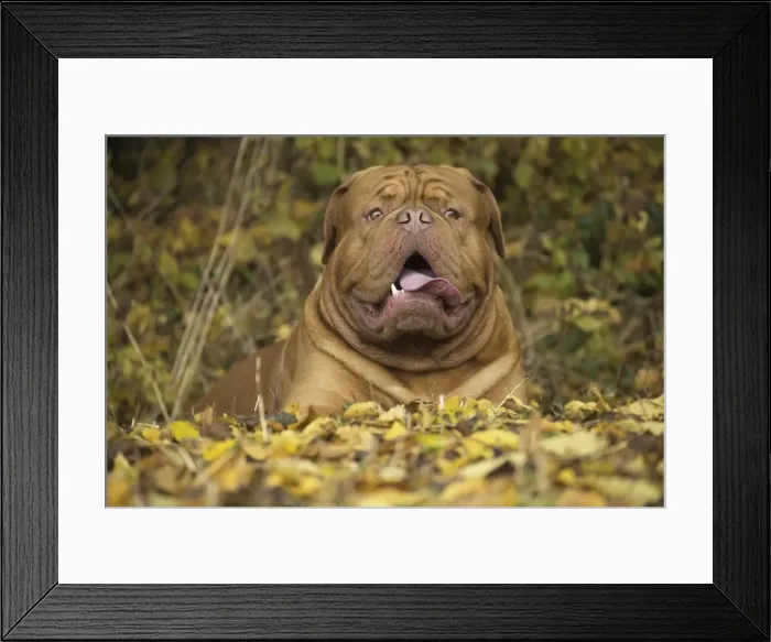 Framed Print : Picture No. 11771601 Framed Print : Picture No. 11771601
