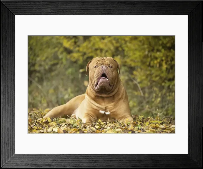 Framed Print : Picture No. 11771602 Framed Print : Picture No. 11771602