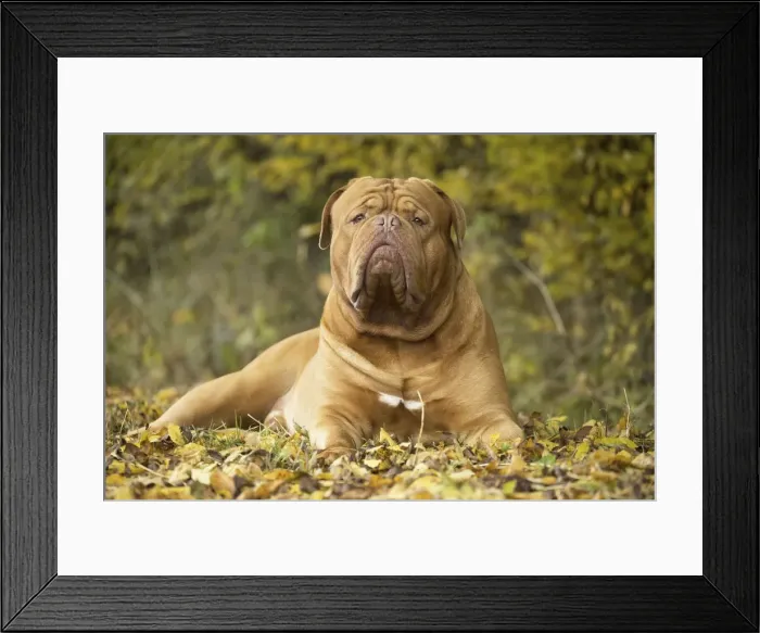Framed Print : Picture No. 11771603 Framed Print : Picture No. 11771603