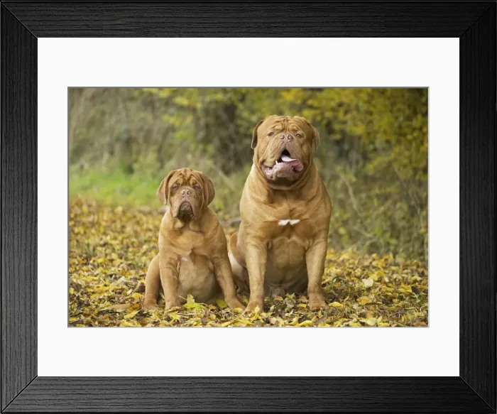 Framed Print : Picture No. 11771604 Framed Print : Picture No. 11771604