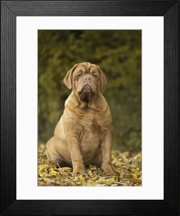 Framed Print : Picture No. 11771605 Framed Print : Picture No. 11771605