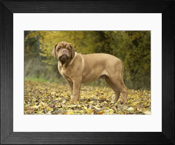 Framed Print : Picture No. 11771606 Framed Print : Picture No. 11771606