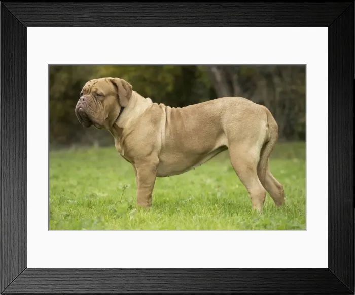 Framed Print : Picture No. 11771607 Framed Print : Picture No. 11771607