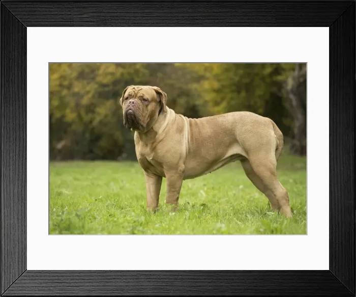 Framed Print : Picture No. 11771608 Framed Print : Picture No. 11771608