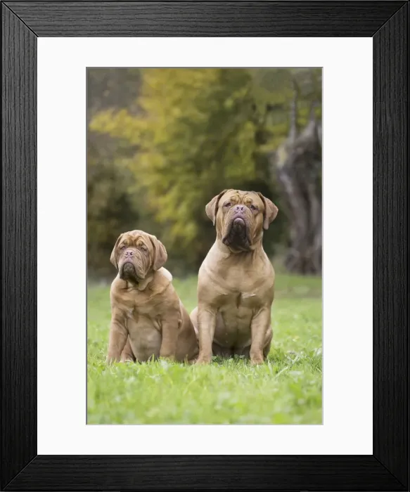 Framed Print : Picture No. 11771610 Framed Print : Picture No. 11771610