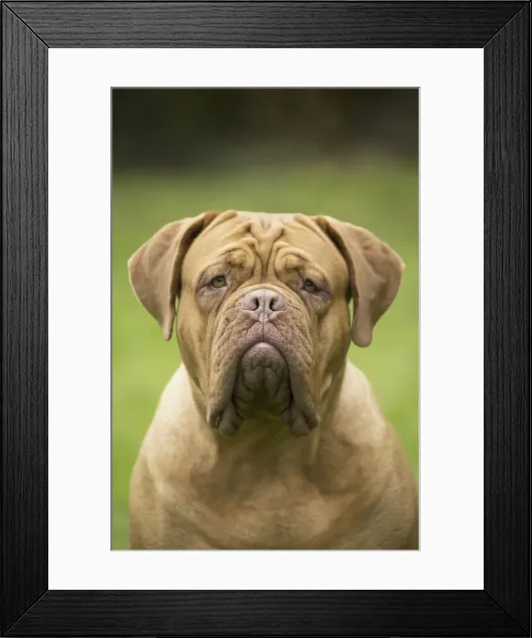 Framed Print : Picture No. 11771611 Framed Print : Picture No. 11771611