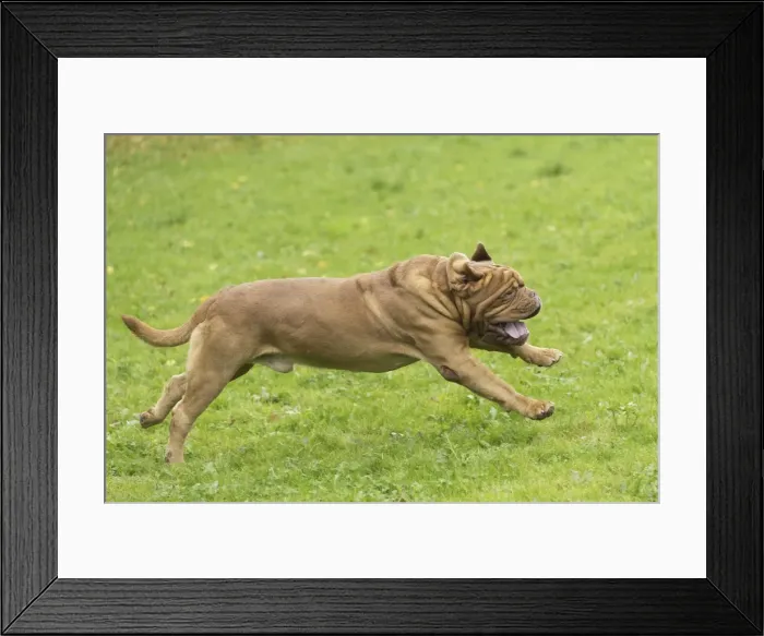Framed Print : Picture No. 11771612 Framed Print : Picture No. 11771612