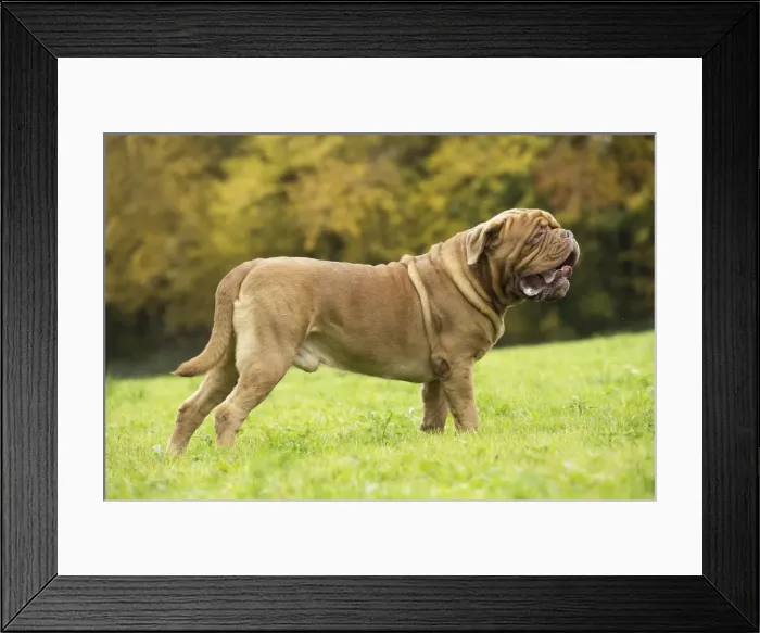 Framed Print : Picture No. 11771614 Framed Print : Picture No. 11771614
