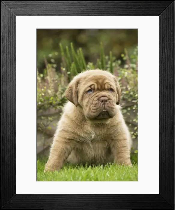 Framed Print : Picture No. 11771615 Framed Print : Picture No. 11771615