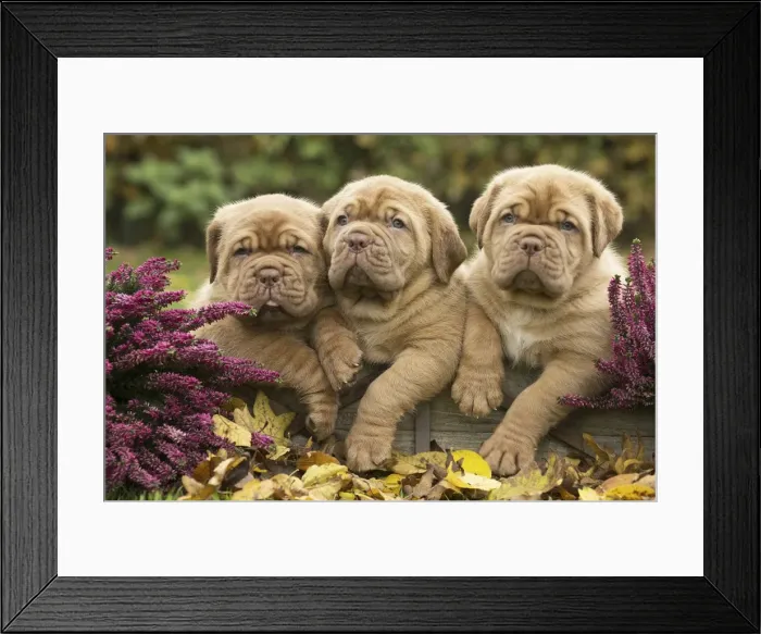 Framed Print : Picture No. 11771616 Framed Print : Picture No. 11771616