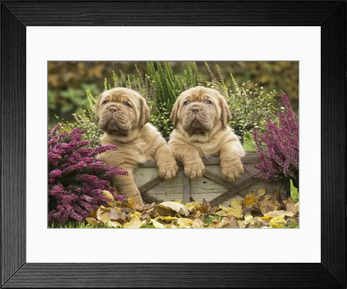 Framed Print : Picture No. 11771618 Framed Print : Picture No. 11771618