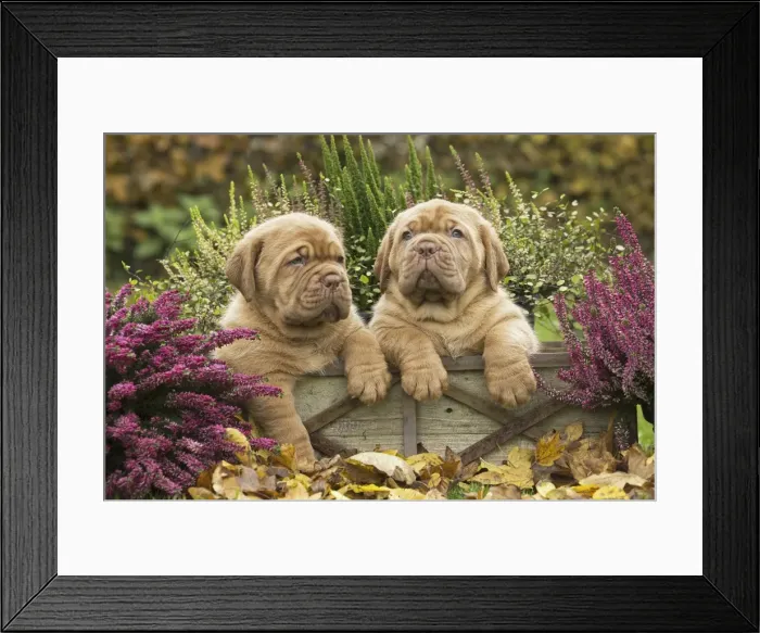 Framed Print : Picture No. 11771619 Framed Print : Picture No. 11771619