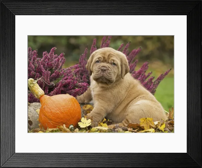 Framed Print : Picture No. 11771621 Framed Print : Picture No. 11771621