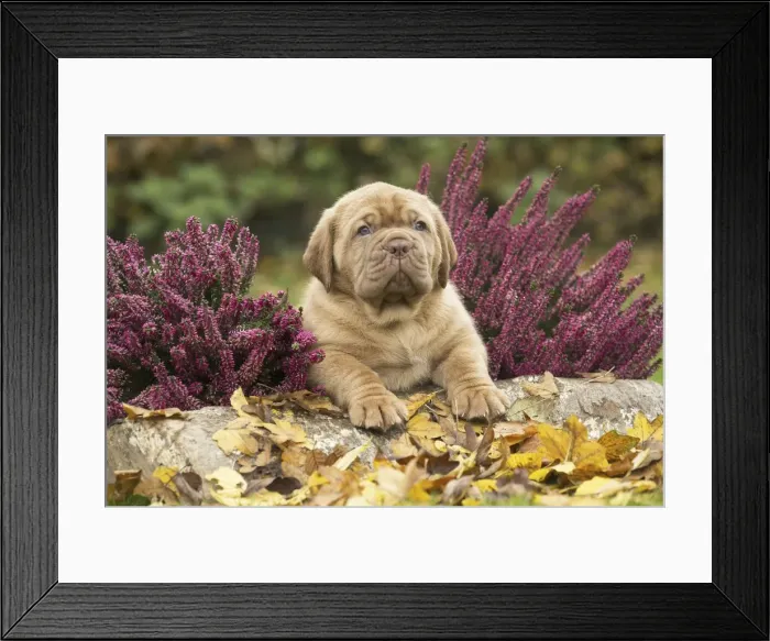 Framed Print : Picture No. 11771622 Framed Print : Picture No. 11771622