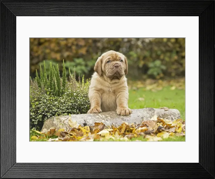 Framed Print : Picture No. 11771623 Framed Print : Picture No. 11771623