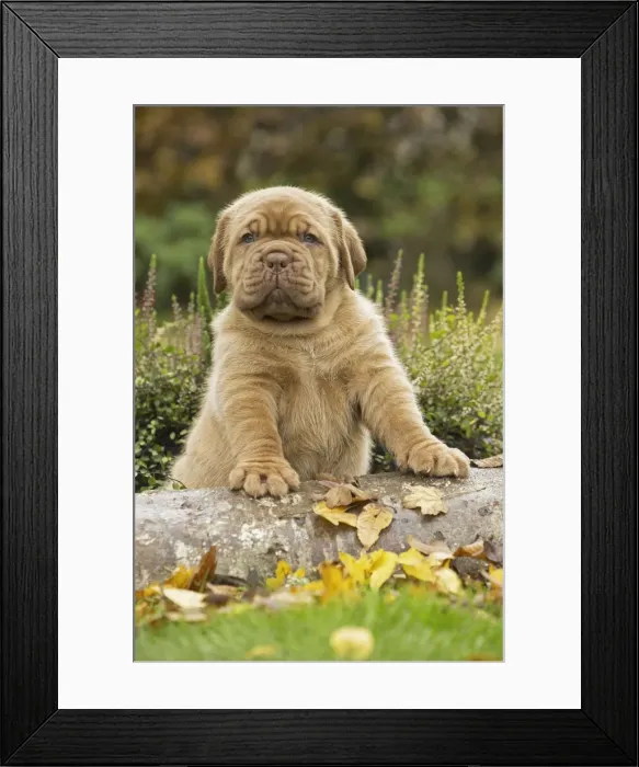 Framed Print : Picture No. 11771624 Framed Print : Picture No. 11771624