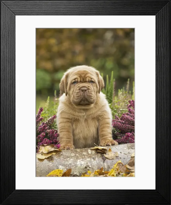 Framed Print : Picture No. 11771625
