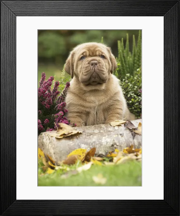Framed Print : Picture No. 11771626 Framed Print : Picture No. 11771626