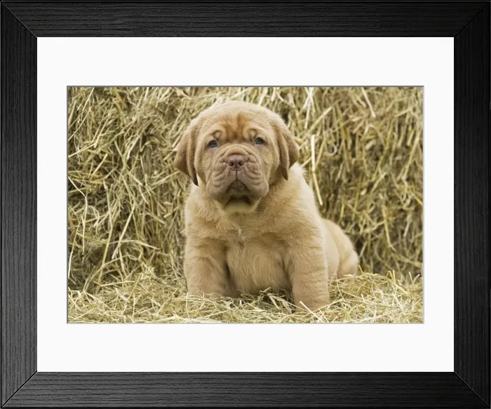 Framed Print : Picture No. 11771627 Framed Print : Picture No. 11771627
