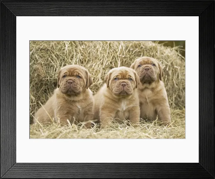 Framed Print : Picture No. 11771628 Framed Print : Picture No. 11771628